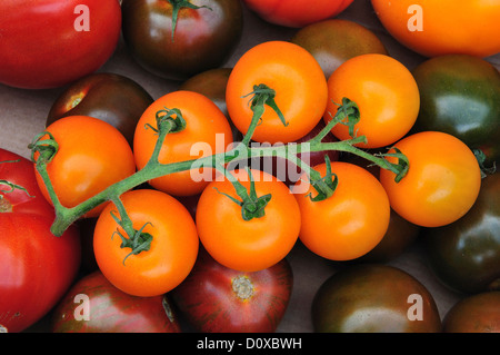 Eine Auswahl an Tomaten UK Stockfoto