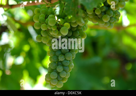 Grüne Trauben am Rebstock Stockfoto