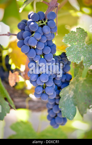 Rote Trauben am Rebstock Stockfoto