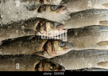 WOLFSBARSCH AUF EIS AUF DEM DISPLAY IN EINEM FISCHHÄNDLER-SHOP Stockfoto