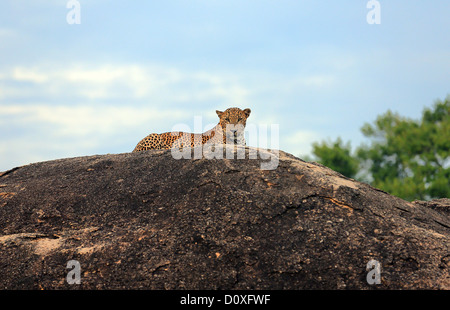 Leopard ruht auf einem großen Felsen in Yala Nationalpark in Sri Lanka. Stockfoto