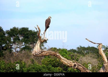 Veränderbare Falken Adler thront auf einem abgestorbenen Baum in Yala Nationalpark in Sri Lanka. Stockfoto