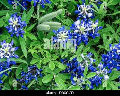 Ennis, Lupinus Texensis, Texas, USA, zweijährige Pflanze, Feld, Kornblumen, Spring, Texas, Wildblumen Stockfoto