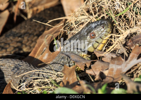 Diamondback Wasserschlange, Duck Creek, Nerodia Rhombifer, Reptil, Texas, USA, Aquatic, Wasserschlange, Schlange Stockfoto