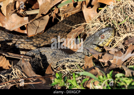 Diamondback Wasserschlange, Duck Creek, Nerodia Rhombifer, Reptil, Texas, USA, Aquatic, Wasserschlange, Schlange Stockfoto