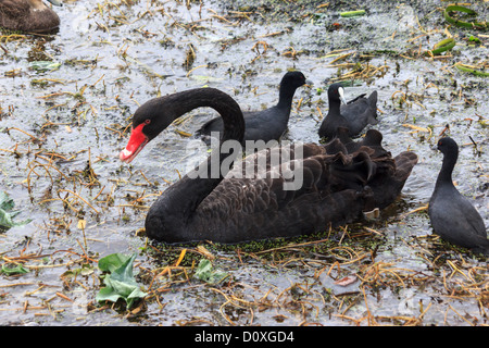 Australien, Australian Wasserhuhn, Ballarat, Cygnus olor, eurasische Blässhuhn, Fulica Atra, Lake Wendouree, Victoria, black Swan, Schwan, Bi Stockfoto