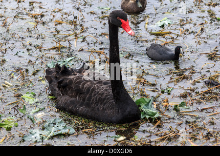 Australien, Australian Wasserhuhn, Ballarat, Cygnus olor, eurasische Blässhuhn, Fulica Atra, Lake Wendouree, Victoria, black Swan, Schwan, Bi Stockfoto