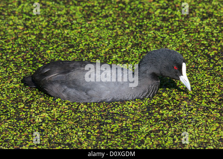 Australien, Australian Blässhuhn, Ballarat, eurasische Blässhuhn, Fulica Atra, Lake Wendouree, Victoria, Blässhuhn, Vogel Stockfoto