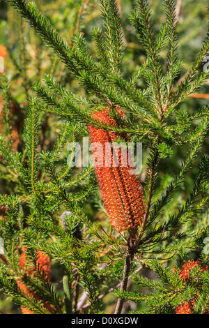 Australien, Banksia Ericifolia, Heide-leaved Banksia, Laterne Banksia, Proteaceae, Ballarat, Victoria, Banksien, Blume, Strauch, pl Stockfoto