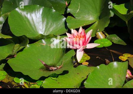 Australien, Ballarat, Ballarat Vogel Welt, polaren, Victoria, Wasser, Teich, Pflanzen, Blumen, Lilien Stockfoto