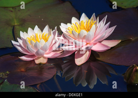 Australien, Ballarat, Ballarat Vogel Welt, polaren, Victoria, Wasser, Teich, Pflanzen, Blumen, Lilien Stockfoto