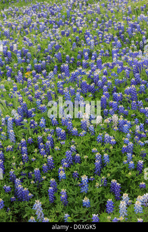 Ennis, Lupinus Texensis, Texas, USA, zweijährige Pflanze, Kornblumen Feld, Frühling, Pflanzen Stockfoto