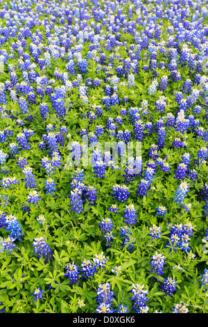 Ennis, Lupinus Texensis, Texas, USA, zweijährige Pflanze, Kornblumen Feld, Frühling, Pflanzen Stockfoto