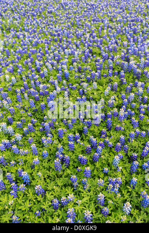 Ennis, Lupinus Texensis, Texas, USA, zweijährige Pflanze, Kornblumen Feld, Frühling, Pflanzen Stockfoto