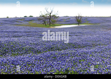 Ennis, Lupinus Texensis, Texas, USA, zweijährige Pflanze, Kornblumen Feld, Frühling, Pflanzen Stockfoto