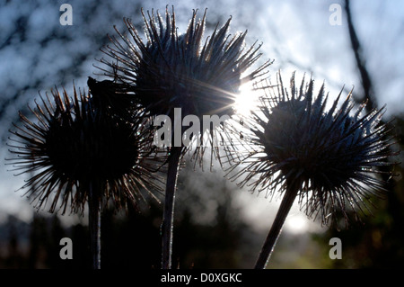 Distel, wie Samen Karde Dipsacus mit Frost Kopf Stockfoto