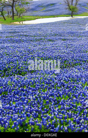 Ennis, Lupinus Texensis, Texas, USA, zweijährige Pflanze, Kornblumen Feld, Frühling, Pflanzen Stockfoto