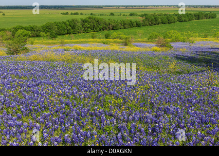 Ennis, Lupinus Texensis, Texas, USA, zweijährige Pflanze, Kornblumen Feld, Frühling, Pflanzen, Landwirtschaft, Stockfoto