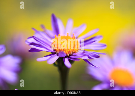 Alpen, Alpen Aster Aster, Aster Alpinus, Bergflora, Blume, Blumen, Blüte, gedeihen, Detail, Flora, Gebirge, Makro, c Stockfoto