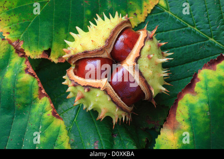 Blatt, Blätter, Detail, Obst, Conker, Rosskastanie, Herbst, Herbst Farbe, Herbstfarben, Herbstlaub, herbstliche Verfärbung, Stockfoto