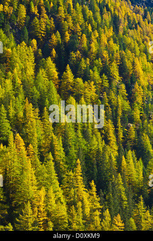 Österreich Europa Tyrol Tirol Ötztal Obergurgl Lärche Holz Lärchen Bäume Holz Wald Holz gelben Lärchen gelb grün Stockfoto