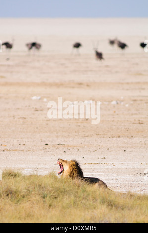 Afrika, Etosha Nationalpark, Namibia, Afrika, Tier, Jagd, Strauß, Vogel, Ebenen, brüllen, Gebrüll, Safari, Savanne, Löwe, Stockfoto