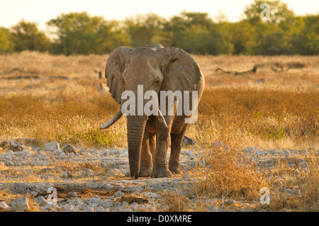 Afrika, Etosha Nationalpark, Namibia, Afrika, Tier, Sonnenuntergang, Elefant, Tier, Horizontal, Landschaft, Ebenen, Safari, Savanne Stockfoto