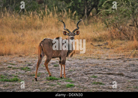 Afrika, Bwa Bwata National Park, Caprivi, Namibia, Hirsch, Tier, horizontal, Hörner, auf der Suche, Hörner, gerade verdreht Stockfoto