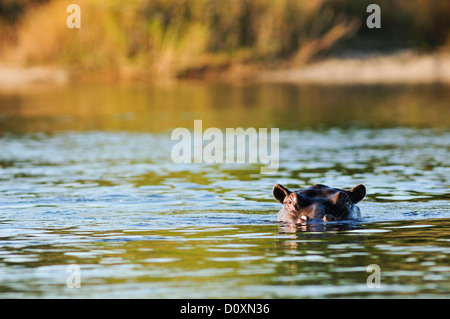 Afrika, Bwa Bwata, National Park, Caprivi, Namibia, Tier, Kühlung, schwimmende, verstecken, Nilpferd, Nilpferd, Tier, horizontale, Stockfoto