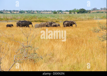 Afrika, Bwa Bwata, Nationalpark, Caprivi, Weiden, Namibia, Afrika, Elefant, Tier, Wiesen, Weiden, hüten, Horizontal, Stockfoto