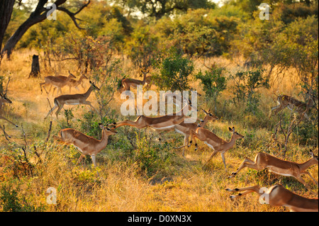 Afrika, Bwa Bwata, National Park, Caprivi, Namibia, Antilope, Tier, Hirsch, Tier, schnell, Herde, horizontale, springen, laufen, Su Stockfoto