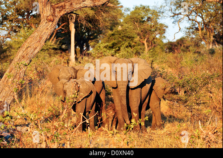 Afrika, Bwa Bwata, Nationalpark, Caprivi, Namibia, Erwachsene, afrikanisch, Elefanten, Baby, Grasland, Horizontal, Schutz-, savann Stockfoto