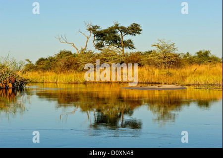 Afrika, Bwa Bwata, National Park, Caprivi, Namibia, Grasland, Horizontal, Savanne, sonnig, Baum, Wasser, Wasserstelle Stockfoto