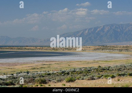 Amerika, USA, USA, Utah, Great, Salt Lake City, Antelope Island, Bucht, Strand, Wüste, Grasland, Staatspark, Stockfoto