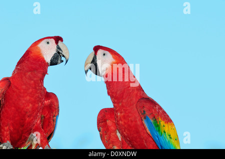 Mittelamerika, Costa Rica, Ara, Papagei, Vogel Stockfoto