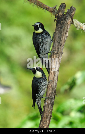 Eichel, Specht, Melanerpes Formicivorus, Costa Rica, Mittelamerika, Vögel Stockfoto