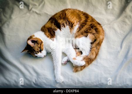 Ingwer Katze zusammengerollt auf Bett Stockfoto