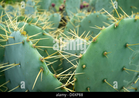 Nahaufnahme von Prickly Pear Cactus Bush (Opuntia, auch bekannt als Nopales oder Paddel Kaktus) Stockfoto