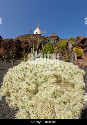 Spanien, Lanzarote, Guatiza, Jardin de Cactus, Kaktus, Garten, Windmühle, Sommer, Kanarische Inseln, Stockfoto