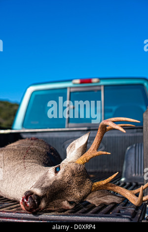 Whitetailed Hirsch getötet, auf der Ladefläche eines Pickup-Trucks in Texas, USA Stockfoto