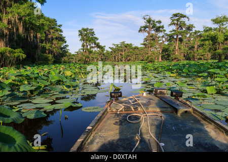 Caddo Lake, Texas, USA Stockfoto