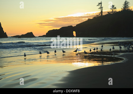 Möwen am zweiten Strand bei Sonnenuntergang in der Nähe von La Push, Olympic Nationalpark, Washington, USA Stockfoto