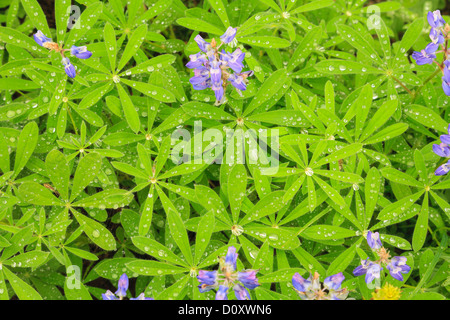 Sommer alpinen Wildblumen, Mount-Rainier-Nationalpark, Washington, USA Stockfoto