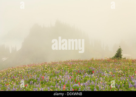 Sommer alpine Wildblumenwiese auf Skyline Trail, Mount-Rainier-Nationalpark, Washington, USA Stockfoto