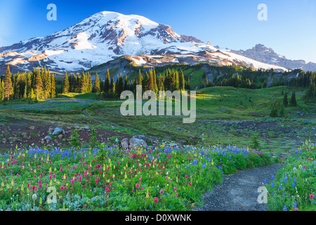 Sommer alpine Wildblumenwiese, Mount-Rainier-Nationalpark, Washington, USA Stockfoto