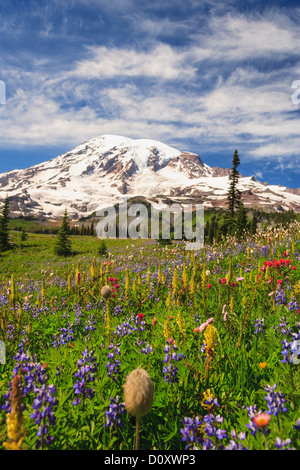 Sommer alpine Wildblumenwiese, Mount-Rainier-Nationalpark, Washington, USA Stockfoto