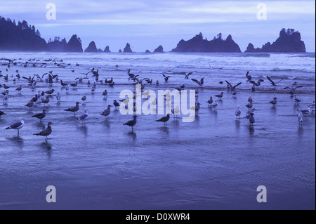 Große Herde von Möwen vor der Bögen, Shi Shi Beach, Olympic Nationalpark, Washington, USA Stockfoto