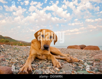 Ein Hund spielen am felsigen Strand. Stockfoto