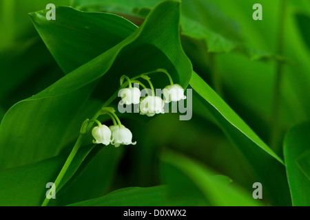 Makroaufnahme die Lily-of-the-Valley (Convallariaarten Majalis) Stockfoto