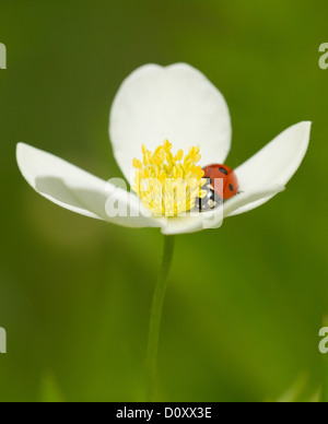Sieben entdeckt rote Marienkäfer (Coccinella Septempunctata) auf eine weiße Blume. Stockfoto